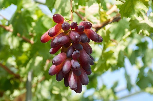 トイ葡萄ガーデン_2 ｜ 奈良県生駒市の野菜直売所 ｜ ヤサイバー