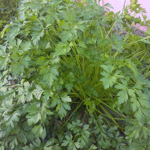 米もと農園   イタリアンパセリ ５茎