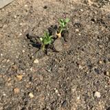 ちょこっと農業 【枚方茄子作5丁目農園】の写真サムネイル4