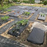 ちょこっと農業 【枚方茄子作5丁目農園】の写真サムネイル8