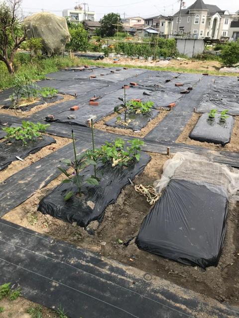 ちょこっと農業 【枚方茄子作5丁目農園】の写真画像8