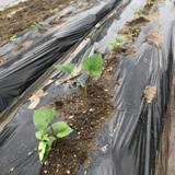ちょこっと農業 【枚方茄子作5丁目農園】の写真サムネイル10