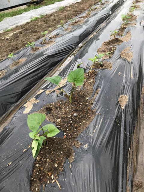 ちょこっと農業 【枚方茄子作5丁目農園】の写真画像10