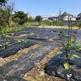 ちょこっと農業 【枚方茄子作5丁目農園】の写真サムネイル7