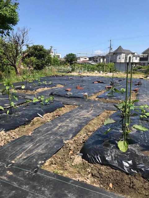 ちょこっと農業 【枚方茄子作5丁目農園】の写真画像7