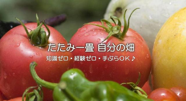 ちょこっと農業 【枚方茄子作5丁目農園】の写真画像1