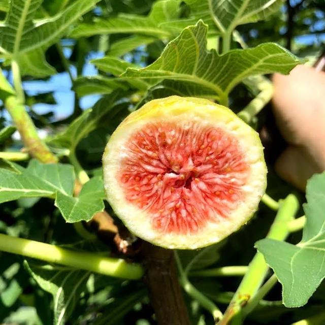 e2a07dbf ｜ 堺市美原区の野菜直売所 ｜ ヤサイバー（YACYBER）